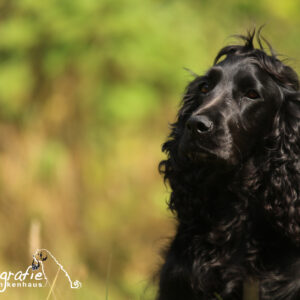 Portrait von schwarzem Spaniel