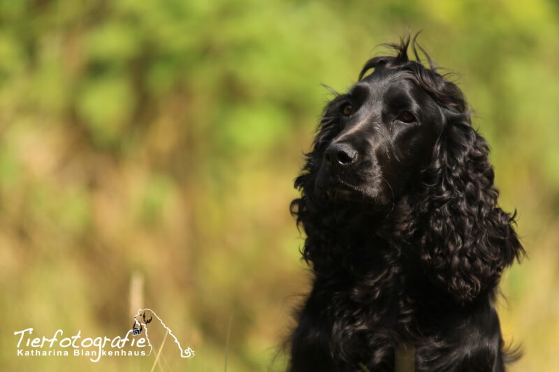 Portrait von schwarzem Spaniel