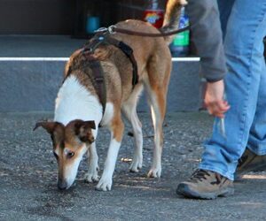 Ein Kurzhaarcollie sucht eine Wurstwasserfährte.