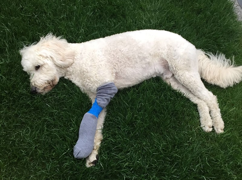 Doodle liegt auf der Seite im Gras und hat einen verband an der Vorderpfote