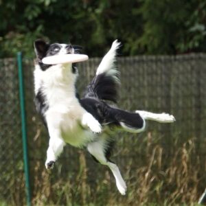Bordercollie fängt eine Frisbee im Flug