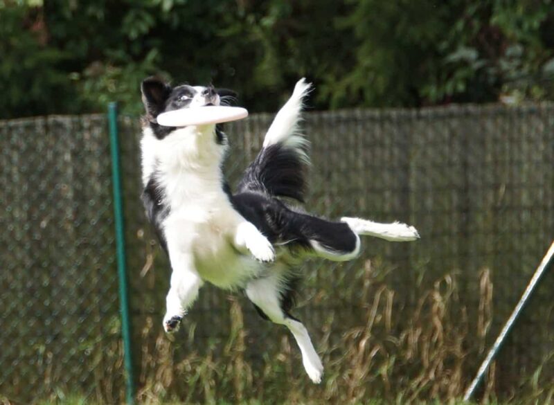 Bordercollie fängt eine Frisbee im Flug