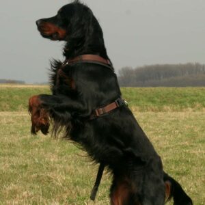 Gordon Setter steht auf 2 Beinen und hält Ausschau