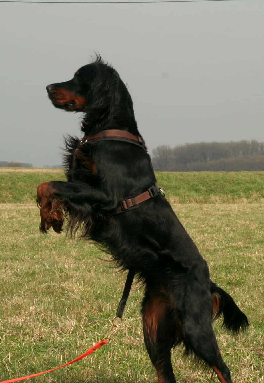 Gordon Setter steht auf 2 Beinen und hält Ausschau