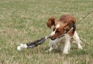 Spaniel mit einem Zergel