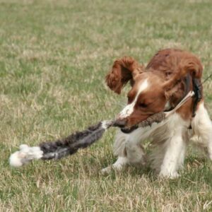 Spaniel mit einem Zergel
