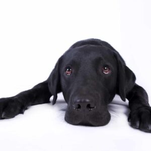 Hund legt seinen Kopf auf den Boden
