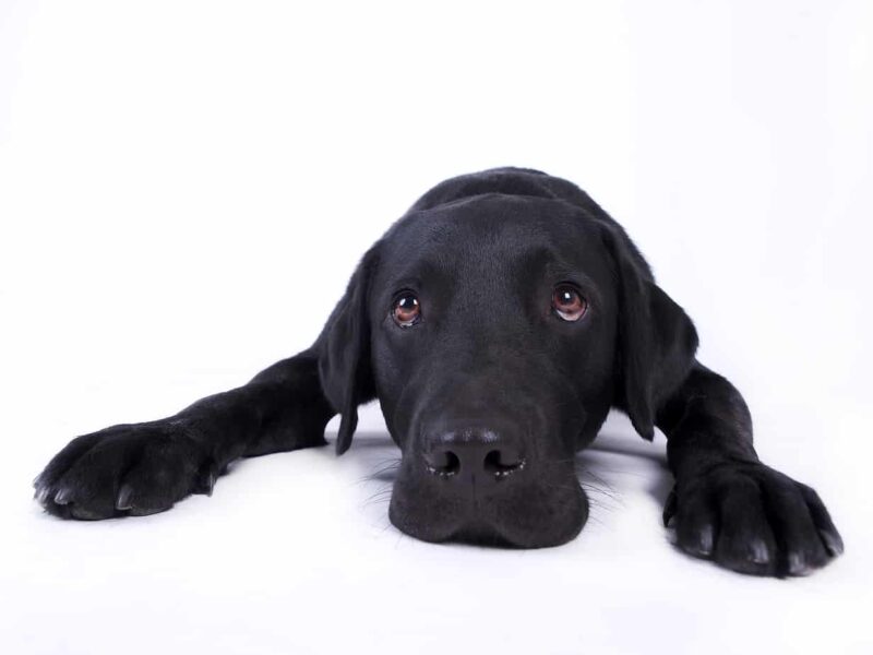 Hund legt seinen Kopf auf den Boden