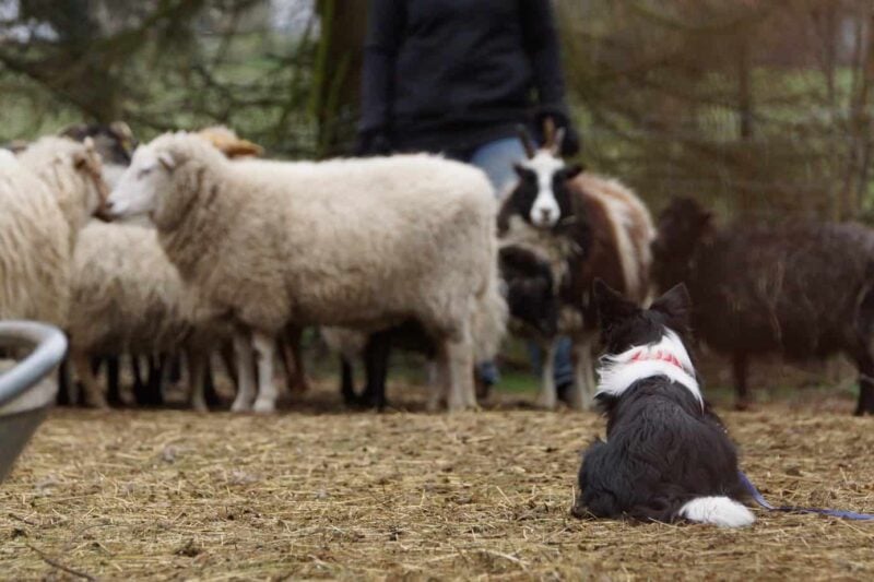 Border Collie an Schafen