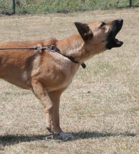 bellender Hund