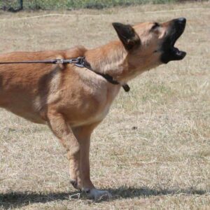 bellender Hund