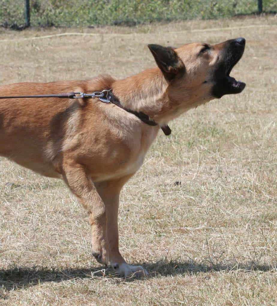 bellender Hund