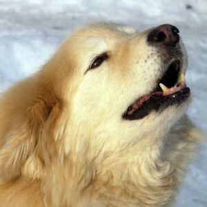 bellender Hund im Schnee