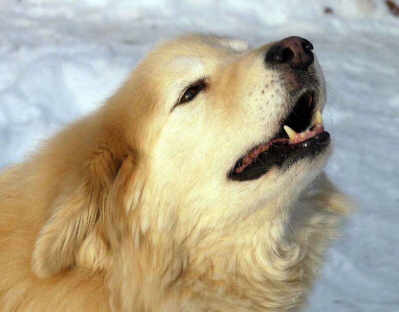 bellender Hund im Schnee
