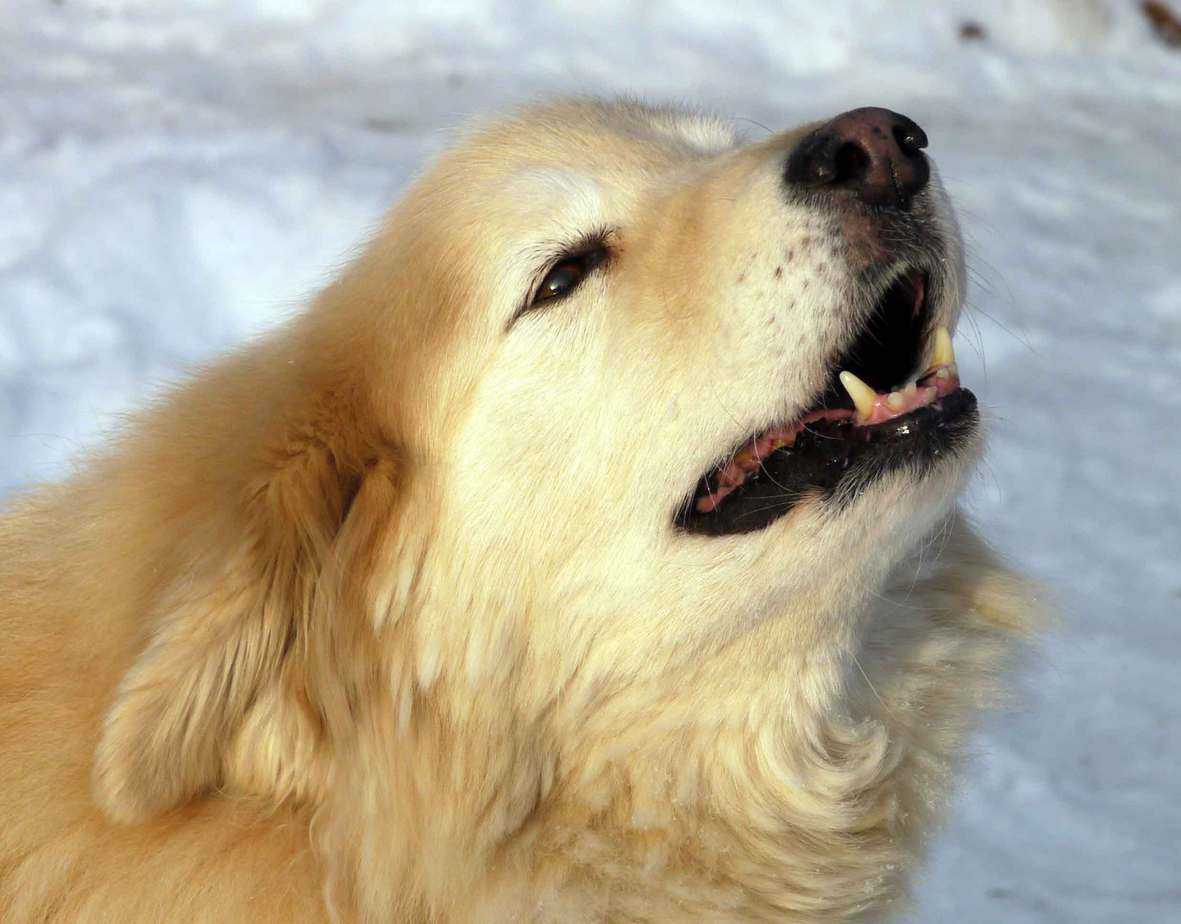 bellender Hund im Schnee
