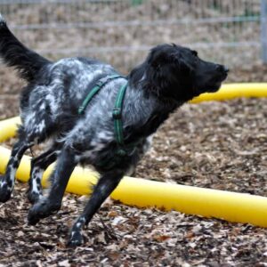 Großer Münsterländer Alma am Longierkreis