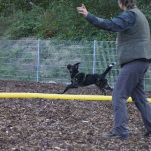 Großer Münsterländer läuft am longierkreis