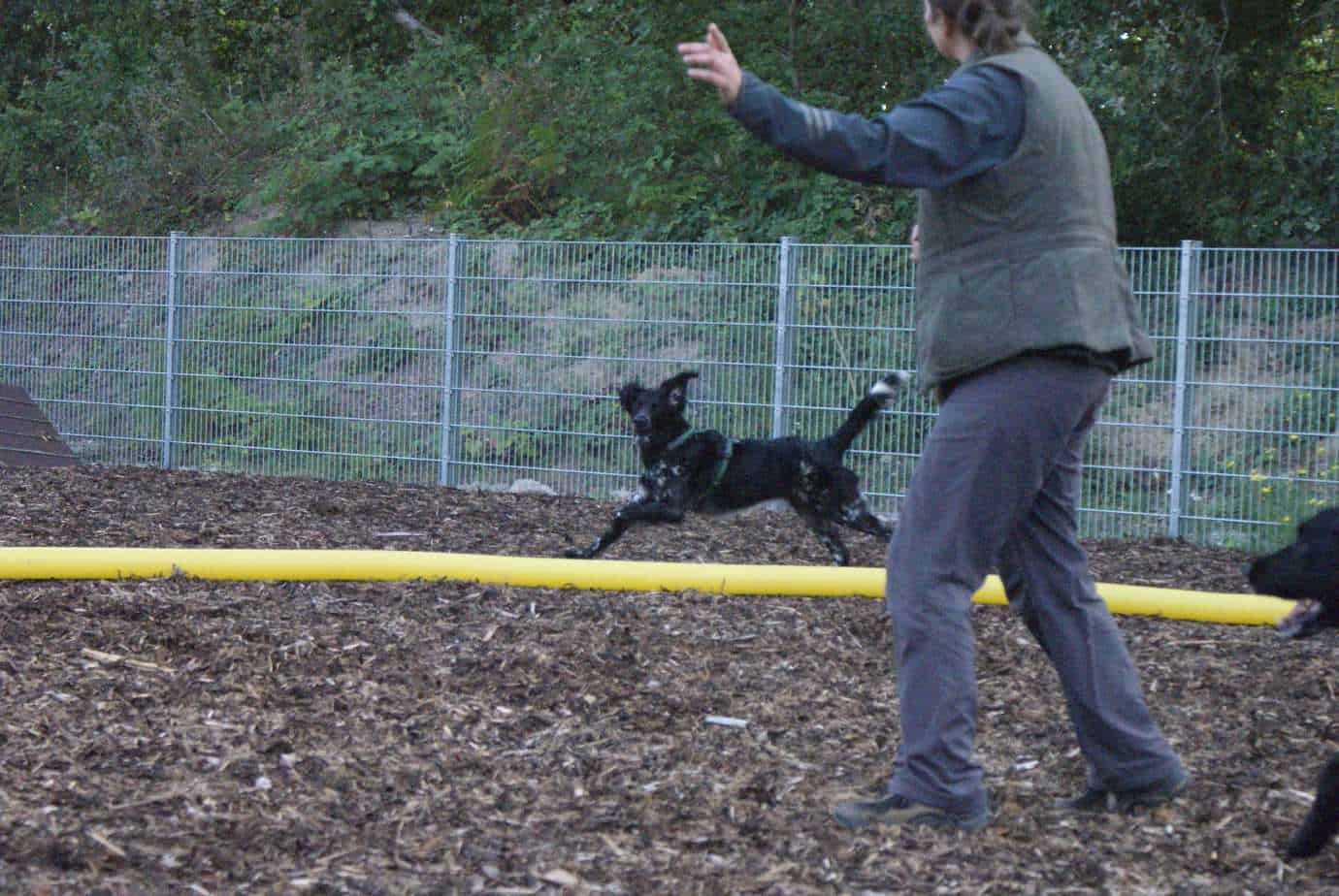 Großer Münsterländer läuft am longierkreis