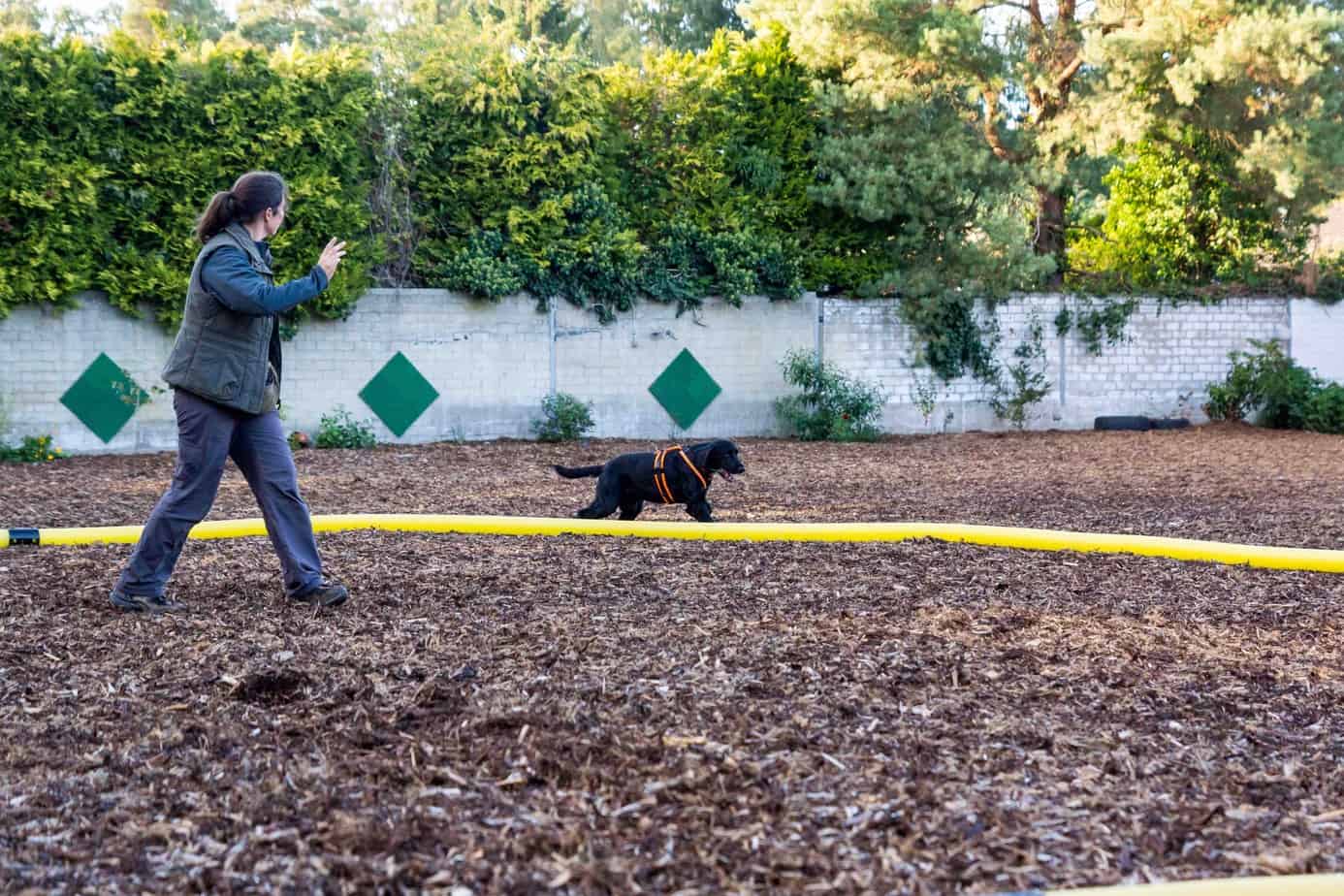 Spaniel Setter Mix Migren am Longierkreis