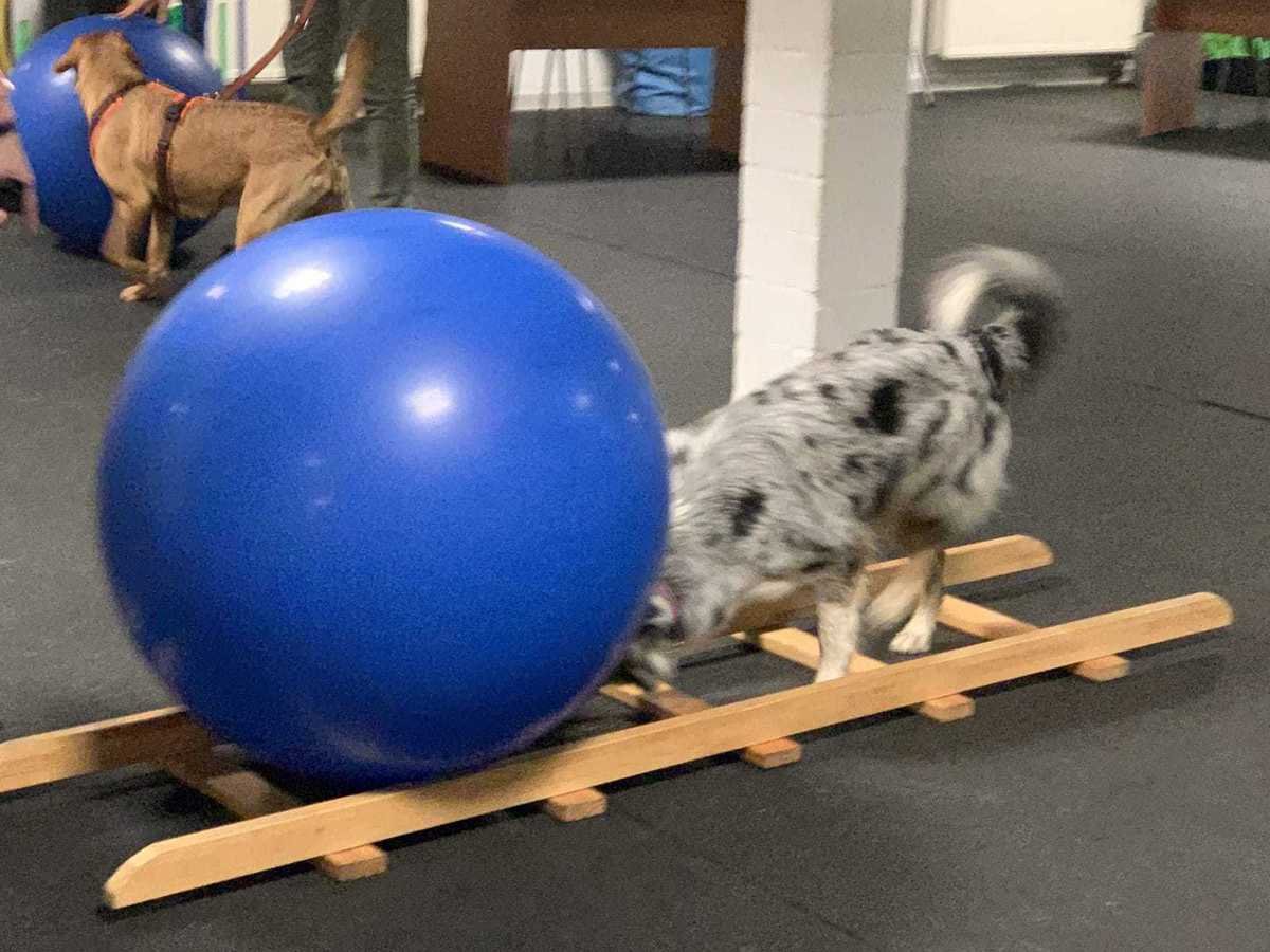 Aussie treibt Ball durch eine Holzleiter