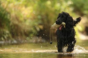 Spaniel apportiert ein Entendummy im Wasser