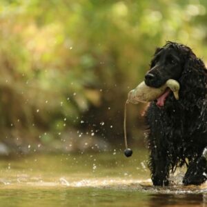 Spaniel apportiert ein Entendummy im Wasser