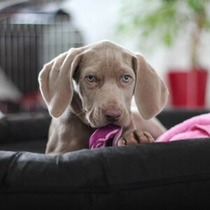 Weimaraner Welpe mit einer Decke im Maul in einem Hundekorb