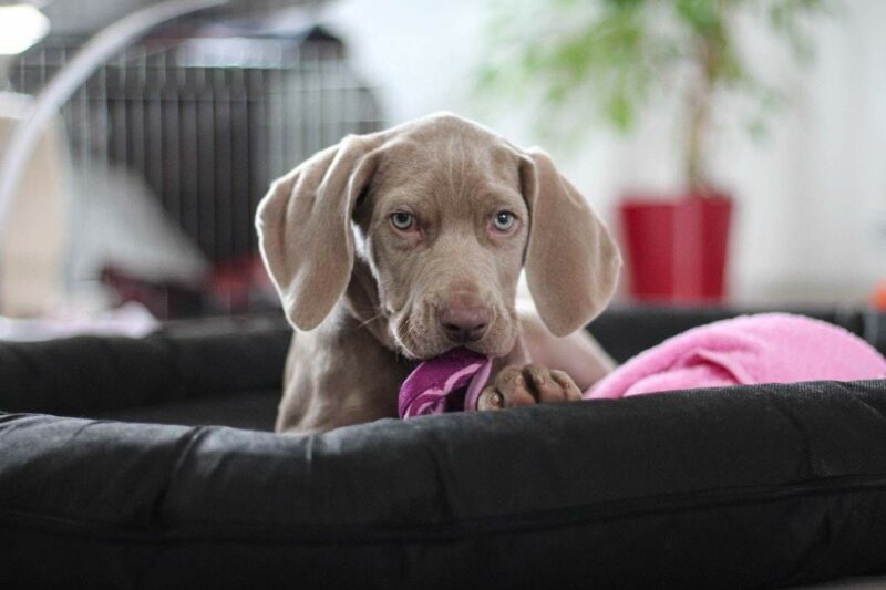 Weimaraner Welpe mit einer Decke im Maul in einem Hundekorb