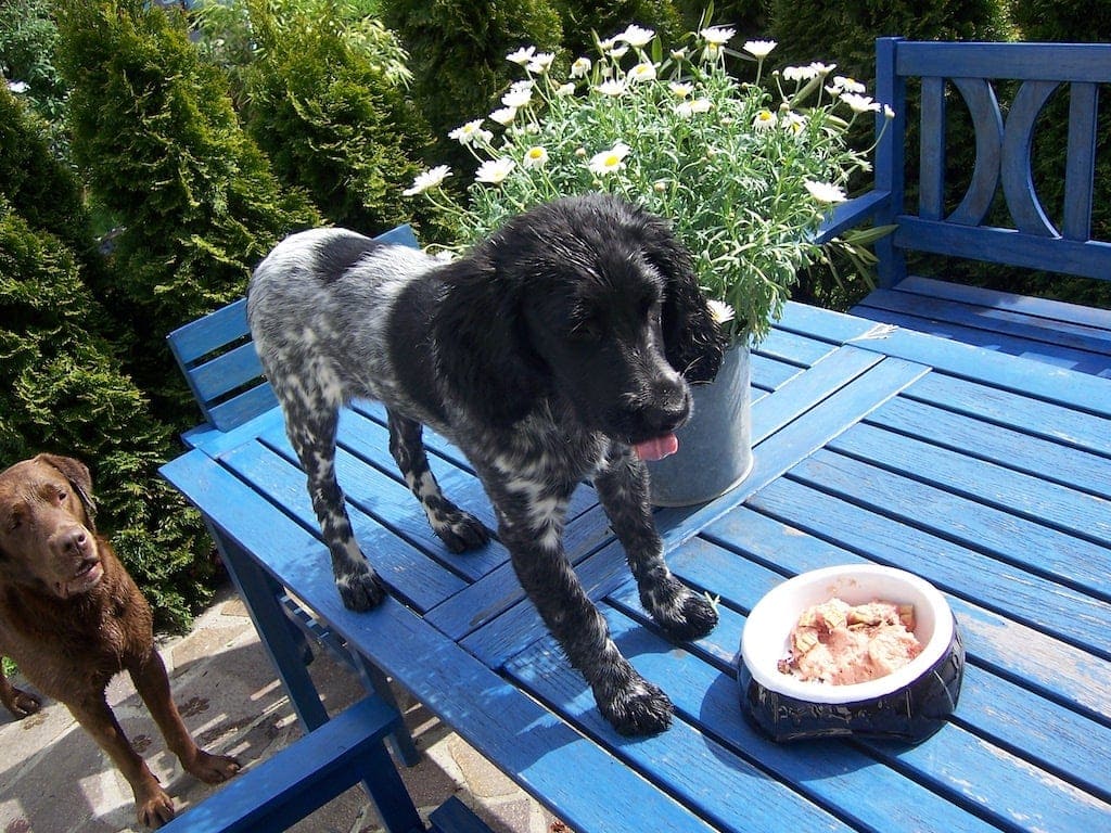 Großer Münsterländer steht auf einem Gartentisch vor seinem Napf. Ein gefräßger Labrador wartet dahinter