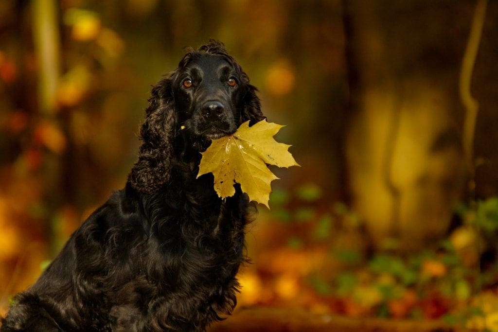 Spaniel sitzt im Wald und apportiert ein Blatt