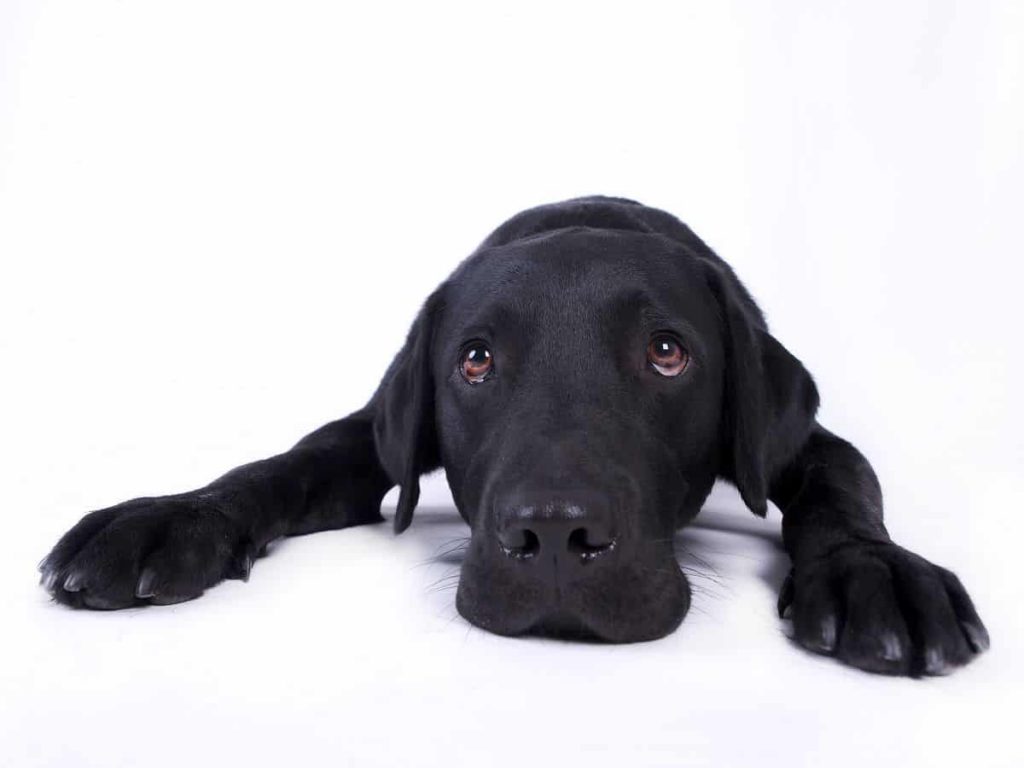 schwarzer Labrador legt den Kopf zwischen Vorderpfoten im Platz auf dem Boden, er nimmt also die Down-Position ein