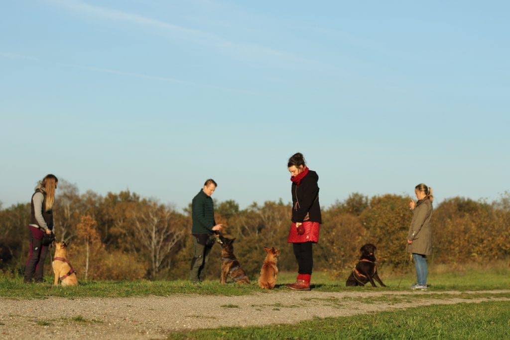 4 Mensch-Hund-Teams bei einer Gruppenübung