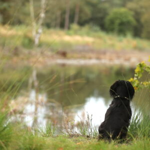 Spaniel sitzt mit dem Blick auf ein Gewässer am Ufer