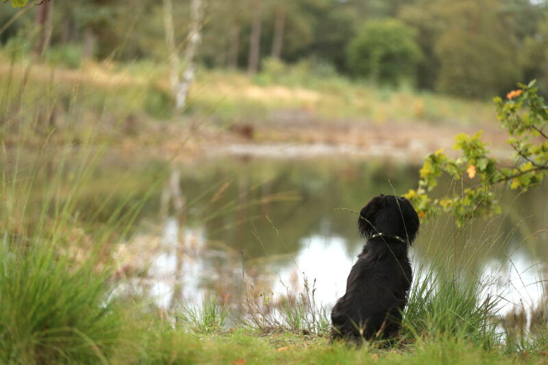 Spaniel sitzt mit dem Blick auf ein Gewässer am Ufer