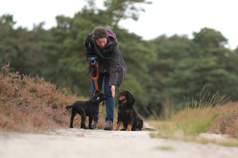 Onlinevortrag Mehrhundehaltung - Wie führe und trainiere ich mehrere Hunde gleichzeitig mit Pia Gröning [Digital]