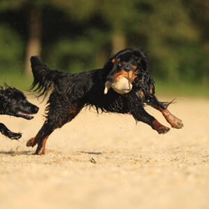 Ein Spaniel jagt einem anderen sein Dummy ab.