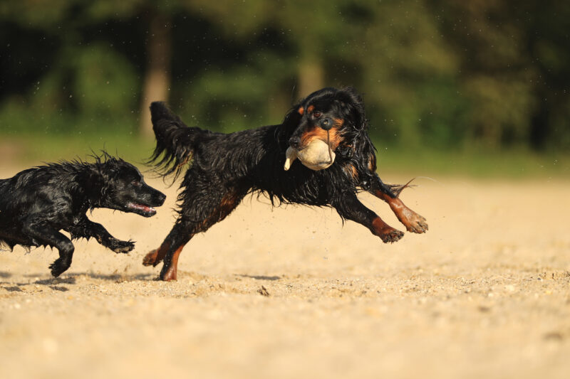 Ein Spaniel jagt einem anderen sein Dummy ab.