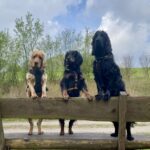 3 Spaniel stehen auf der Lehne einer Bank