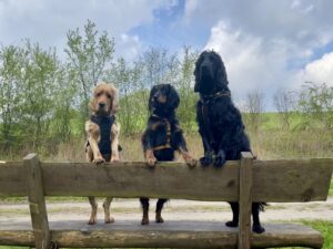 3 Spaniel stehen auf der Lehne einer Bank