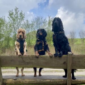 3 Spaniel stehen auf der Lehne einer Bank