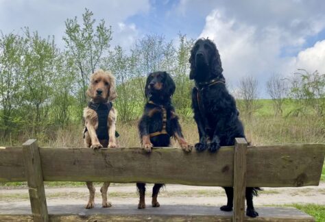 3 Spaniel stehen auf der Lehne einer Bank