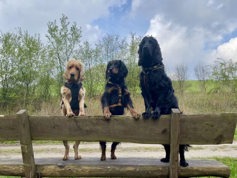 3 Spaniel stehen auf der Lehne einer Bank