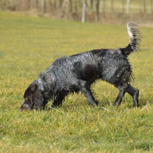 Schnüffel-Trainingswanderung Nasenarbeit mit Pia Gröning