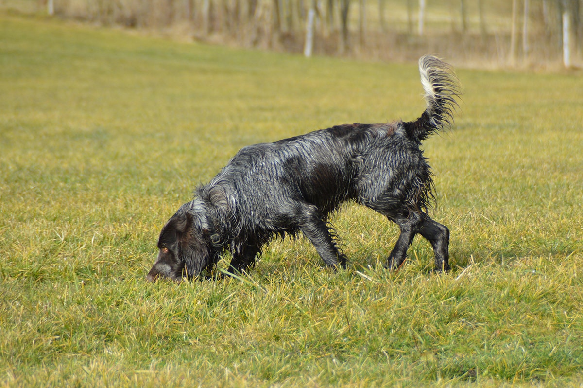 Schnüffel-Trainingswanderung Nasenarbeit mit Pia Gröning