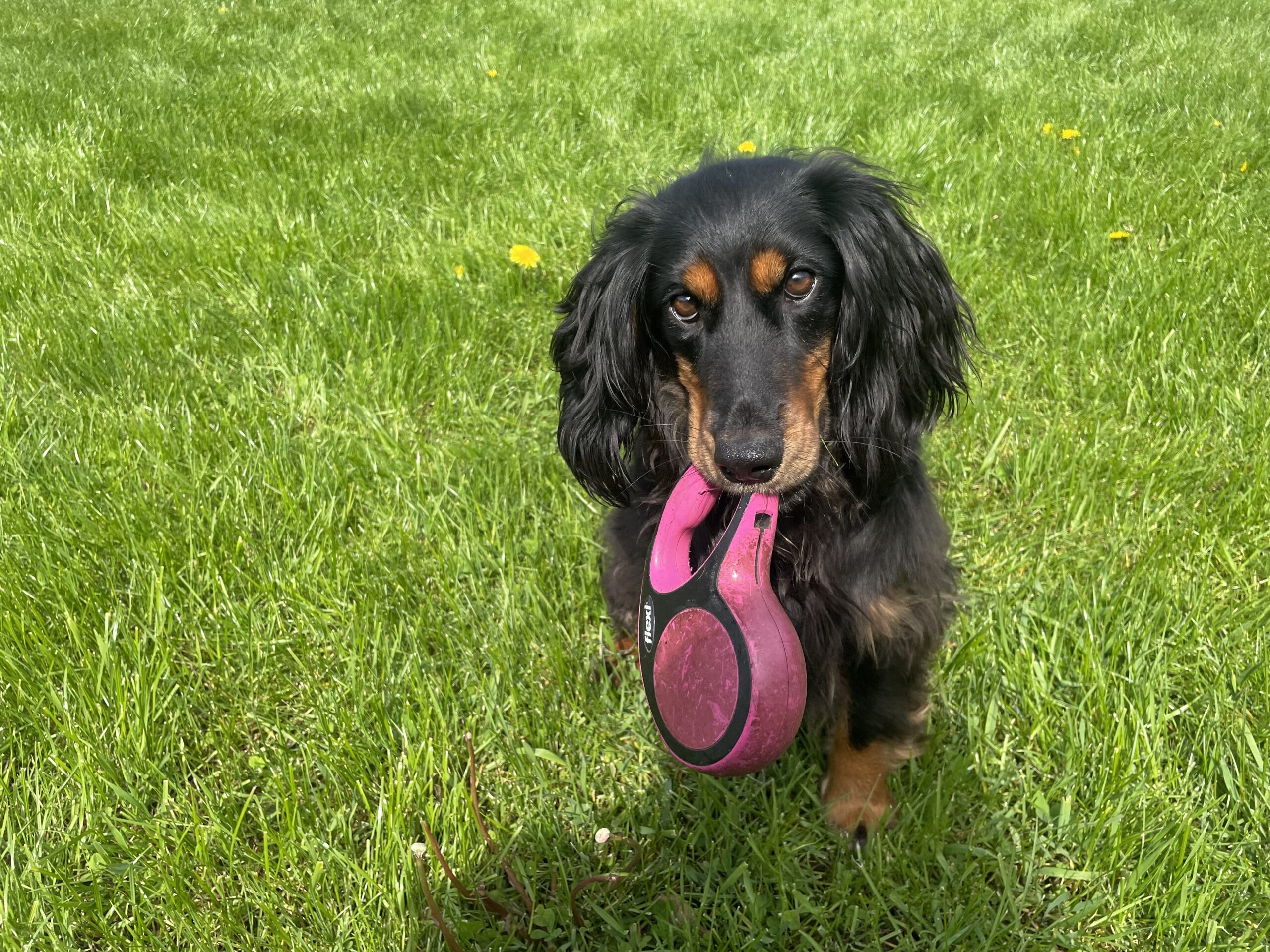 Spaniel sitzt in der Wiese mit einer Flexi-Leine im Maul