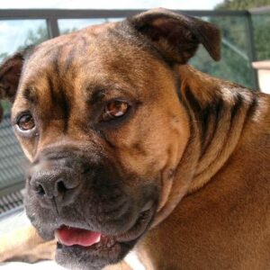 Onlinevortrag: Frühwarnzeichen der hündischen Körpersprache - Überforderung bei deinem Hund erkennen (Stress, Angst, Aggression)
mit Gerrit Stephan