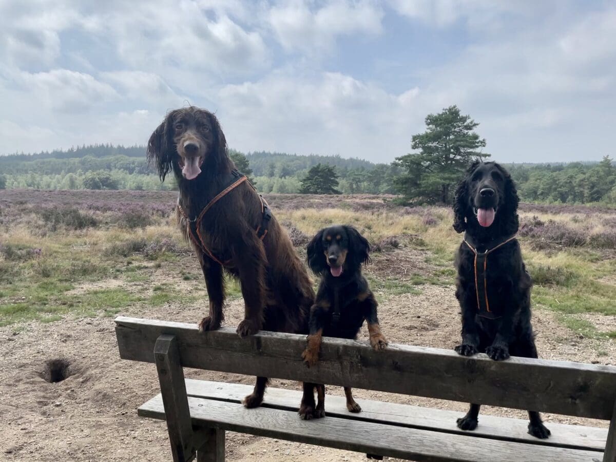 3 Hunde auf einer Bank mit Blick in die Heide in Apeldoorn