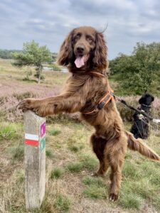 Deutsch Langhaar legt die Vorderpfoten auf einen Pfosten. Im Hintergrund ist die Heide von Afferden