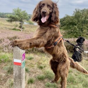Deutsch Langhaar legt die Vorderpfoten auf einen Pfosten. Im Hintergrund ist die Heide von Afferden