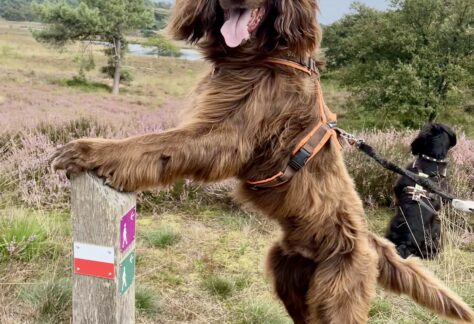 Deutsch Langhaar legt die Vorderpfoten auf einen Pfosten. Im Hintergrund ist die Heide von Afferden